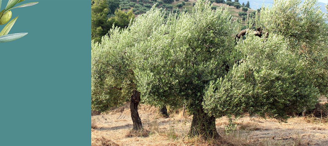 Plantstore Kertészeti webáruház