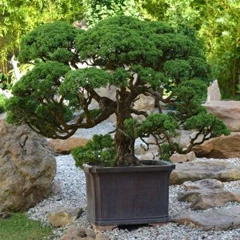 Plantstore Kertészeti webáruház