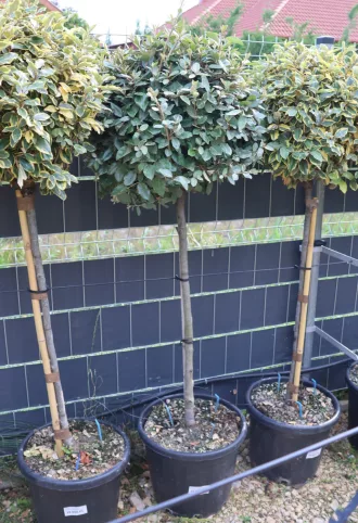   SZÉLES LEVELŰ EZÜSTFA TÖRZSES 1/2 STANDARD 20 L- ELAEAGNUS EBBINGEI COMPATTA