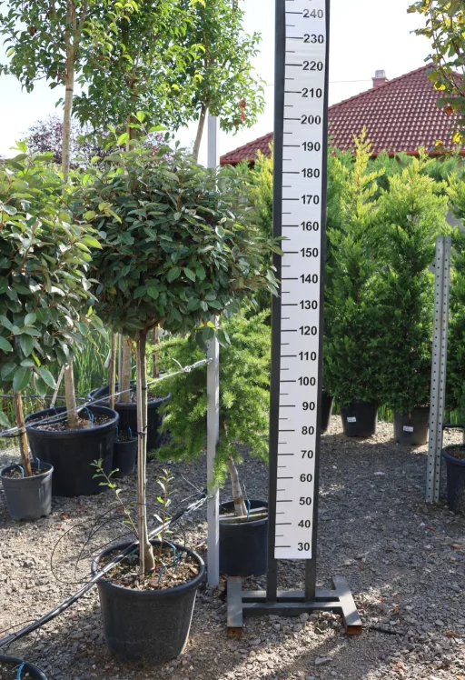 SZÉLES LEVELŰ EZÜSTFA TÖRZSES 1/2 STANDARD 20 L- ELAEAGNUS EBBINGEI COMPATTA