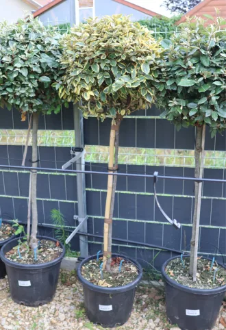   SZÉLES LEVELŰ EZÜSTFA TÖRZSES 1/2 STANDARD- ELAEAGNUS EBBINGEI VIVELEG