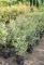 KORALLBERKENYE PINK MARBLE BOKOR 9L- PHOTINIA FRASERI PINK MARBLE BUSH