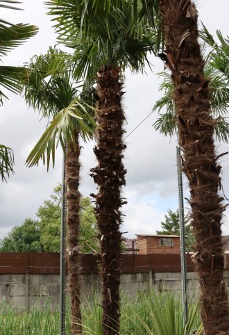 KÍNAI KENDERPÁLMA 350/+ CM TÖRZS- TRACHYCARPUS FORTUNEI