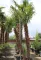 KÍNAI KENDERPÁLMA 230/+ ÉS 250/+ CM DUPLATÖRZS- TRACHYCARPUS FORTUNEI