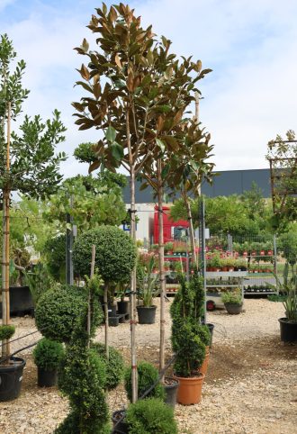   ÖRÖKZÖLD MAGNÓLIA FA TÖRZS C. 8/10- MAGNOLIA GRANDIFLORA GALLISONIENSIS