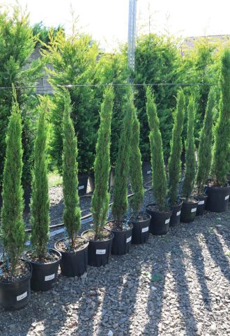 EURÓPAI CIPRUS 9L- CUPRESSUS SEMPERVIRENS PYRAMIDALIS