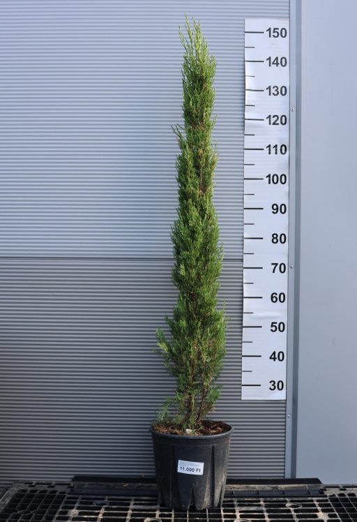 EURÓPAI CIPRUS 9L- CUPRESSUS SEMPERVIRENS PYRAMIDALIS