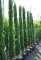 EURÓPAI CIPRUS 220/250 CM- CUPRESSUS SEMPERVIRENS PYRAMIDALIS