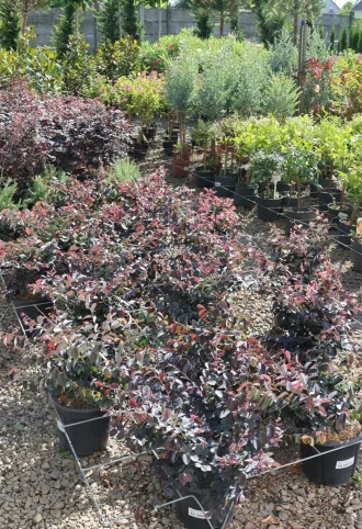 KÍNAI ROJTOSVIRÁG 9L - LOROPETALUM CHINENSE FEDE