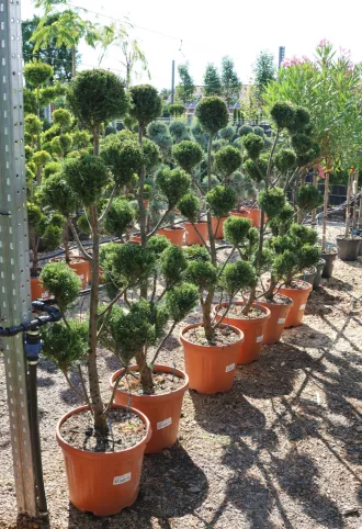   LEYLANDI CIPRUS PONPON 140/150 CM- CUPRESSOCYPARIS LEYLANDII PONPON