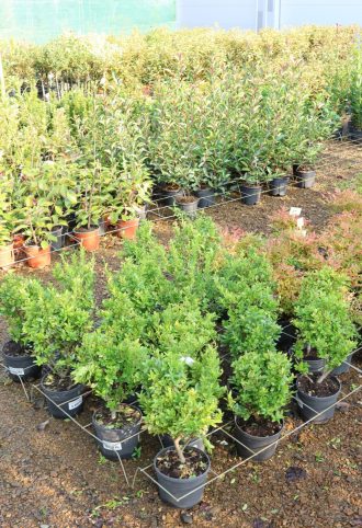 CSIPKÉSLEVELŰ MAGYAL CSERJE- ILEX CRENATA