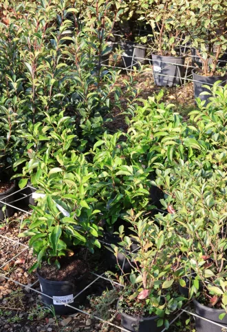 TÉLI BANGITA LUCIDUM CSERJE- VIBURNUM LUCIDUM