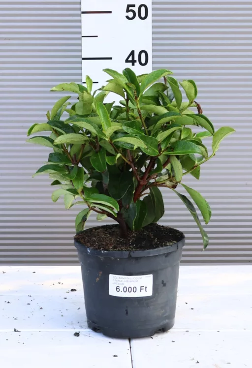TÉLI BANGITA LUCIDUM CSERJE- VIBURNUM LUCIDUM