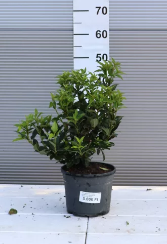 TÉLI BANGITA CSERJE QUIMPER- VIBURNUM TINUS QUIMPER