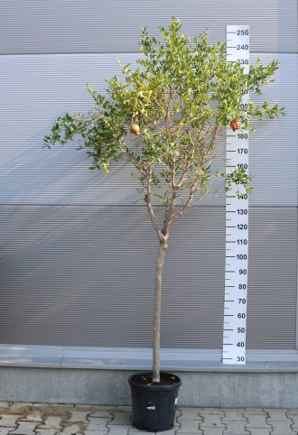 GRÁNÁTALMA MAGASTÖRZSŰ C. 10/12- PUNICA GRANATUM