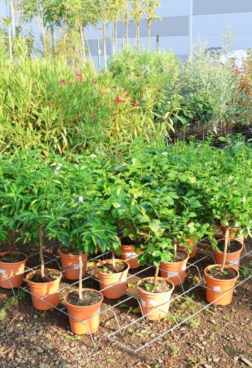 KESERŰ NARANCS BOUQUET DE FLEUR- CITRUS AURANTIUM