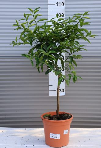KLEMENTIN MANDARIN TÖRZSES- CITRUS RETICULATA CLEMENTINE
