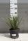 FONALAS PÁLMALILIOM CT19-YUCCA FILIFERA