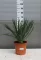 POMPÁS PÁLMALILIOM CT24-YUCCA GLORIOSA