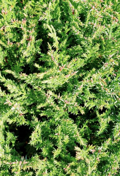 LEYLANDI CIPRUS VITO GÖMB - CUPRESSOCYPARIS LEYLANDII VITO BALL