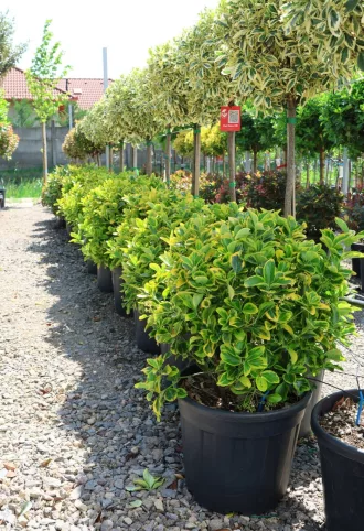  SÁRGATARKA JAPÁN KECSKERÁGÓ GÖMB - EUONYMUS JAPONICUS AUREA BALL