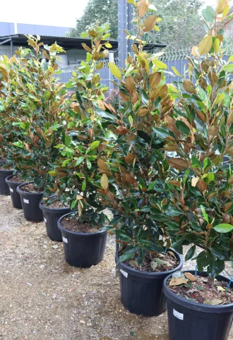   ÖRÖKZÖLD MAGNÓLIA BOKOR LITTLE GEM 35L 150/+ CM- MAGNOLIA GRANDIFLORA LITTLE GEM