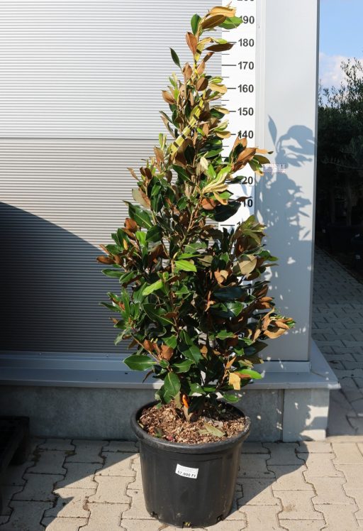 ÖRÖKZÖLD MAGNÓLIA BOKOR LITTLE GEM 35L 150/+ CM- MAGNOLIA GRANDIFLORA LITTLE GEM