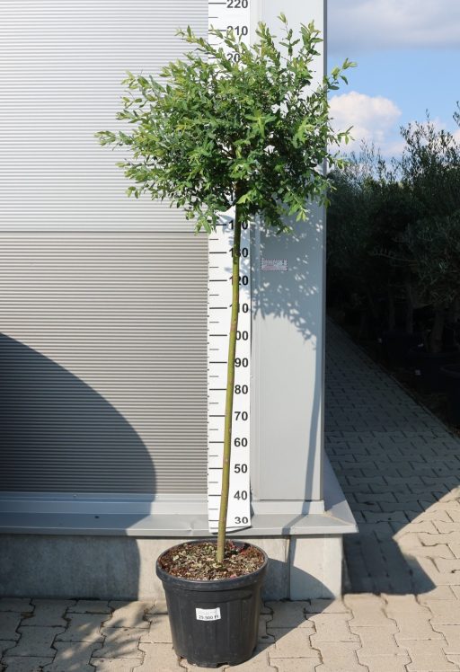 JAPÁN FŰZ- SALIX INTEGRA HAKURO-NISHIKI