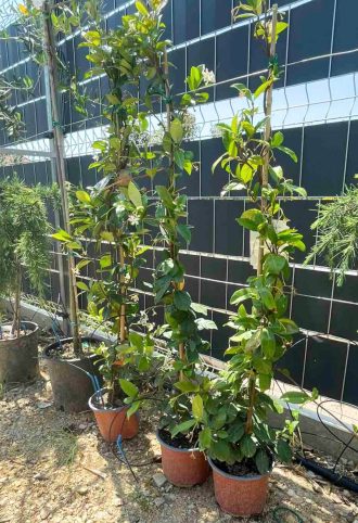 CSILLAGJÁZMIN - TRACHELOSPERMUM JASMINOIDES CLIMBING