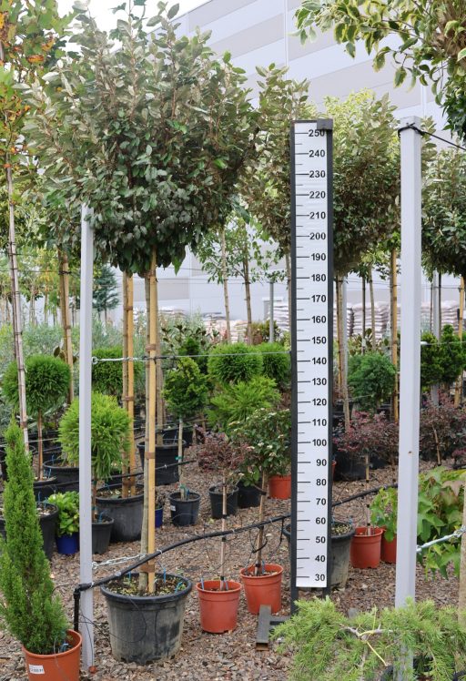 SZÉLES LEVELŰ EZÜSTFA MAGASTÖRZSŰ 3/4- ELAEAGNUS EBBINGEI COMPATTA 