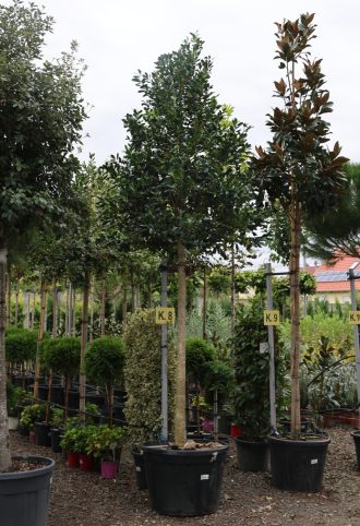   MAGYAL NELLIE R. STEVENS FA 20/25- ILEX MUTCHAGARA NELLIE R. STEVENS