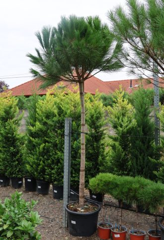 MANDULAFENYŐ C. 16/18- PINUS PINEA STANDARD