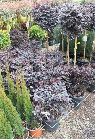  KÍNAI ROJTOSVIRÁG CSERJE 18L - LOROPETALUM CHINENSE BLACK PEARL
