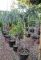 CSÜNGŐ KÉK ATLASZCÉDRUS TÖRZSES 1/2- CEDRUS ATLANTICA GLAUCA PENDULA