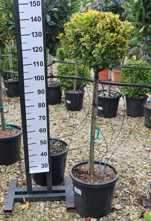 SÁRGATARKA JAPÁN KECSKERÁGÓ TÖRZSES 1/2 STANDARD 25L- EUONYMUS JAPONICUS AUREA