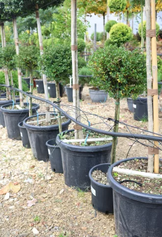 MAGYAL GÖMB CSERJE TÖRZSES 1/4- ILEX CRENATA GLORY GEM