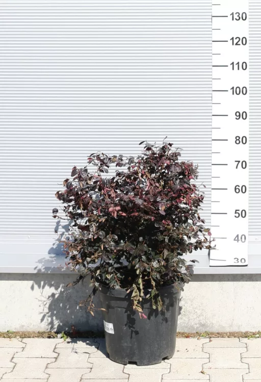 KÍNAI ROJTOSVIRÁG CSERJE 18L - LOROPETALUM CHINENSE BLACK PEARL