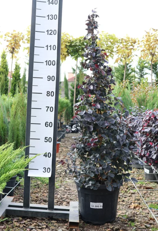 KÍNAI ROJTOSVIRÁG TÖLCSÉR 15L - LOROPETALUM CHINENSE BLACK PEARL