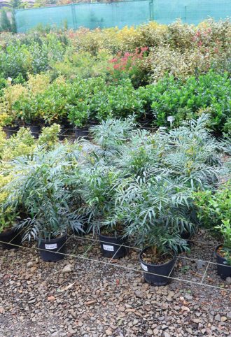 DÚSVIRÁGÚ MAHÓNIA WINTER SUN- MAHONIA MEDIA WINTER SUN