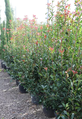   KORALLBERKENYE ROBUSTA COMPACTA BOKOR 150/170- PHOTINIA FRASERI ROBUSTA COMPACTA