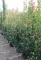KORALLBERKENYE ROBUSTA COMPACTA BOKOR 150/170- PHOTINIA FRASERI ROBUSTA COMPACTA
