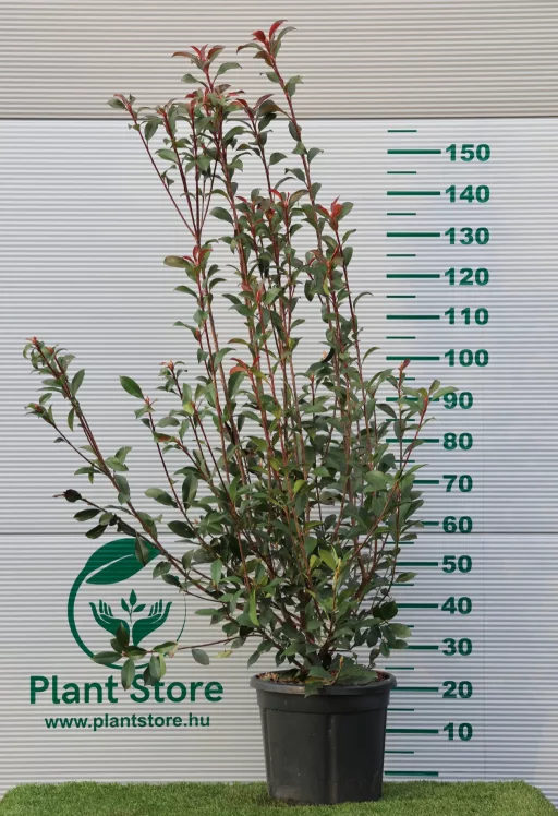 KORALLBERKENYE ROBUSTA COMPACTA BOKOR 150/170- PHOTINIA FRASERI ROBUSTA COMPACTA