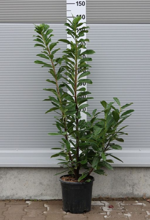 BABÉRMEGGY CSERJE 9L-PRUNUS LAUROCERASUS NOVITA