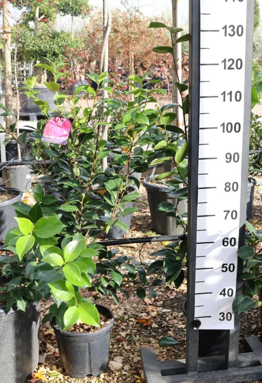 JAPÁN KAMÉLIA 9L TÖBB SZÍNBEN- CAMELLIA JAPONICA IN VARIETA
