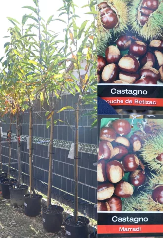 SZELÍDGESZTENYE TÖRZSES 1/2- CASTANEA SATIVA