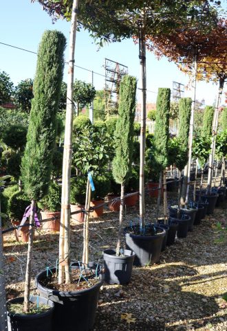   EURÓPAI CIPRUS TÖRZSES 1/2- CUPRESSUS SEMPERVIRENS PYRAMIDALIS