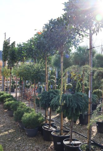   KORALLBERKENYE RED ROBIN GÖMB FA C.8/10- PHOTINIA FRASERI RED ROBIN