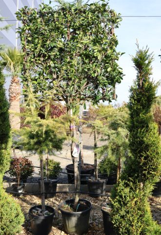   KORALLBERKENYE RED ROBIN PANEL 3/4 TÖRZSES- PHOTINIA FRASERI RED ROBIN