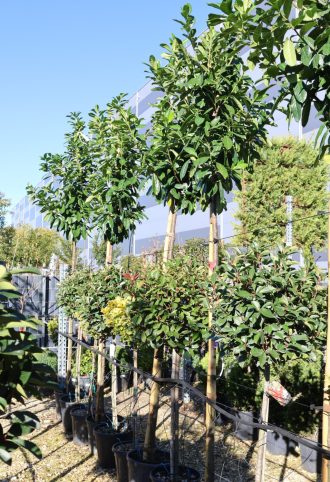 BABÉRMEGGY FA C. 8/10-  PRUNUS LAUROCERASUS NOVITA