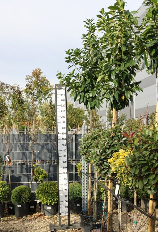 BABÉRMEGGY FA C. 8/10-  PRUNUS LAUROCERASUS NOVITA